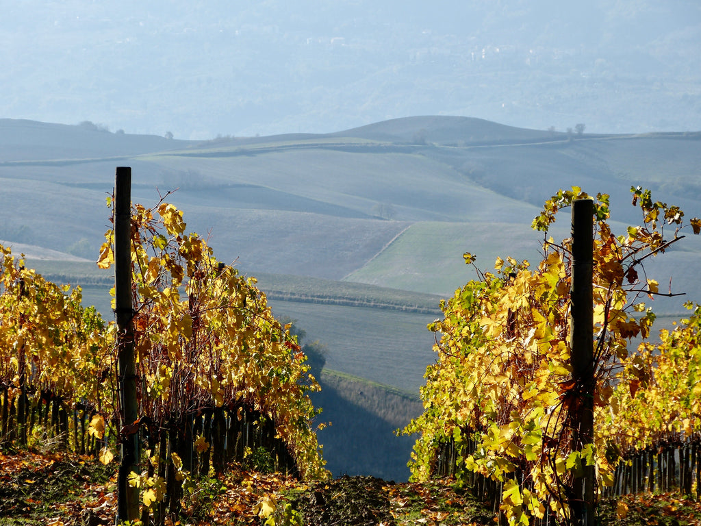 Italian wines - Exploring the Richness of Italian Wines: A Recap of the Vancouver International Wine Festival