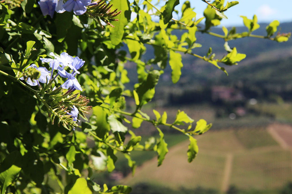 CentoTrentaNove sleeps 6 walk to village