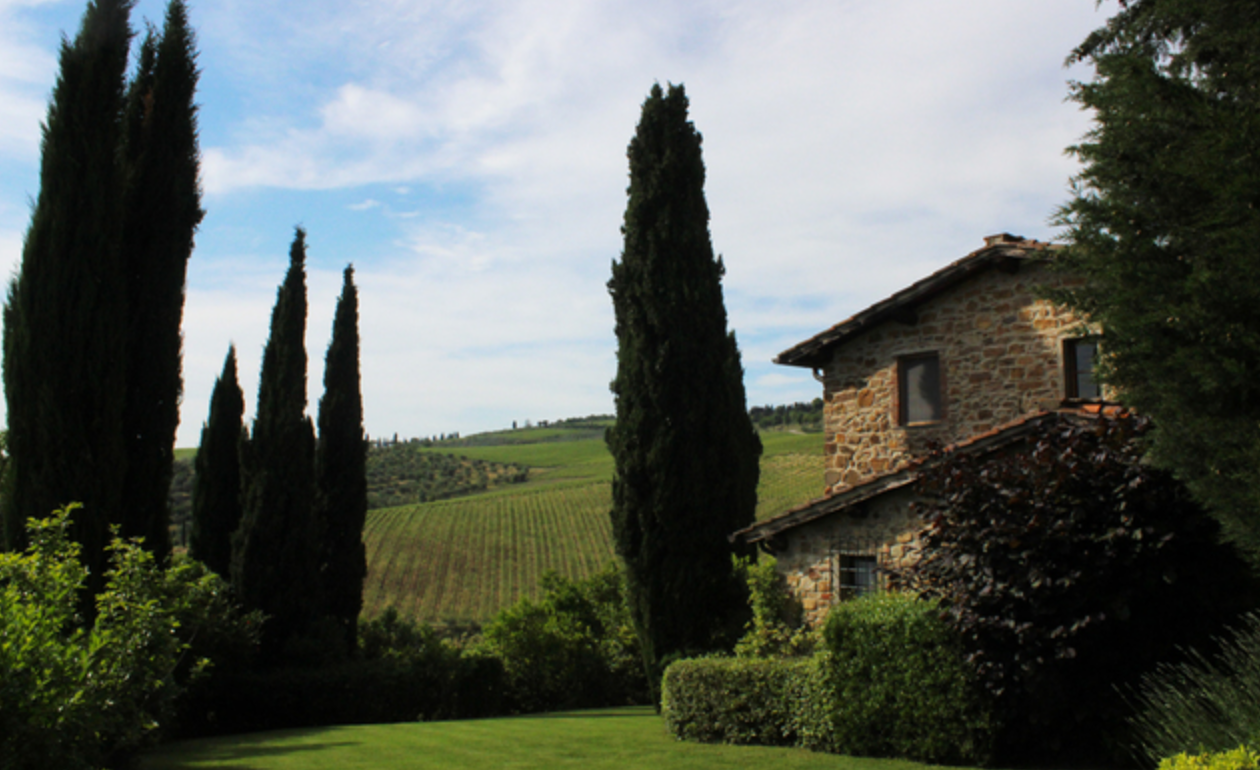 Chianti vineyards