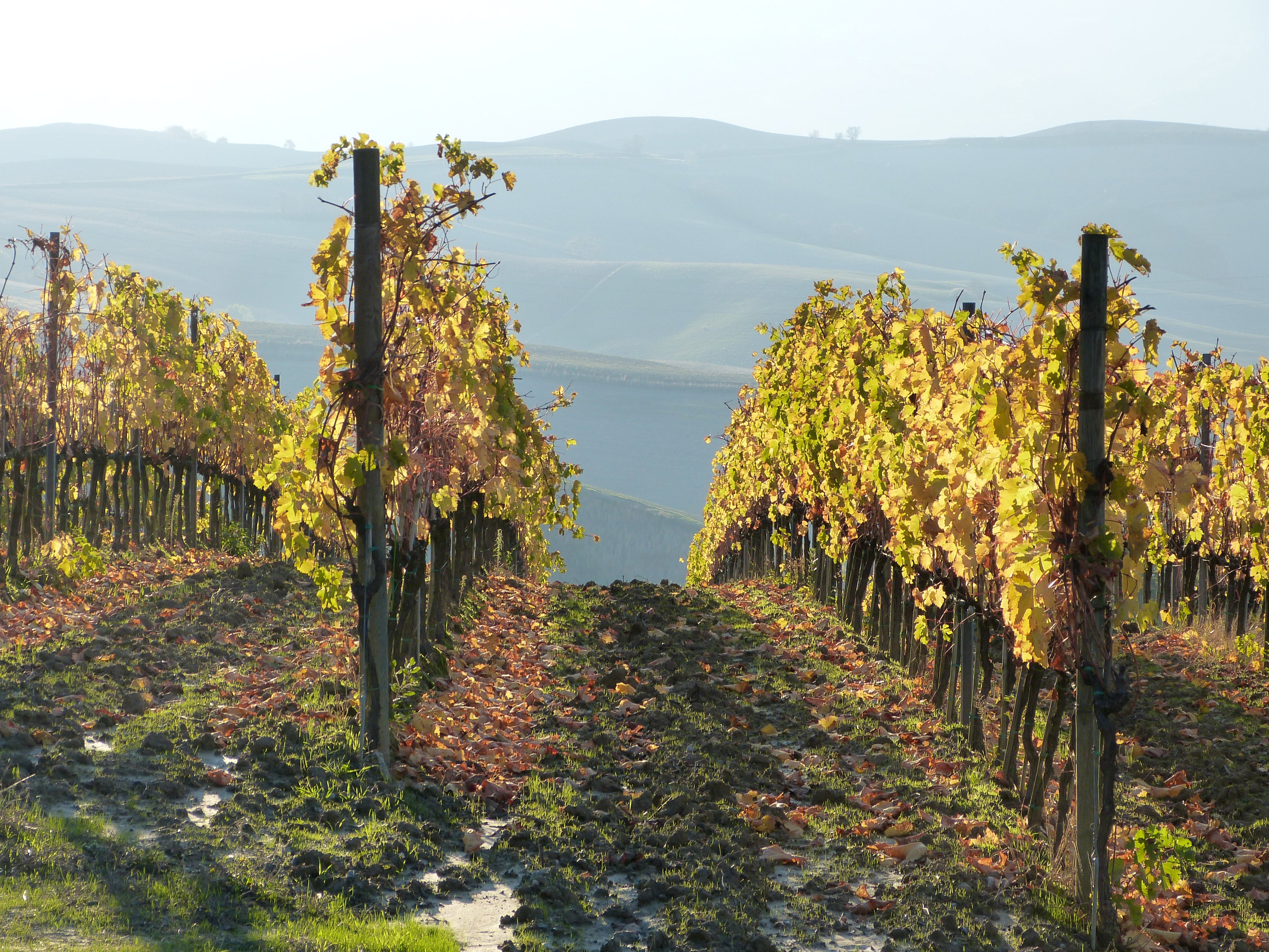 Food & Wine Experiences All