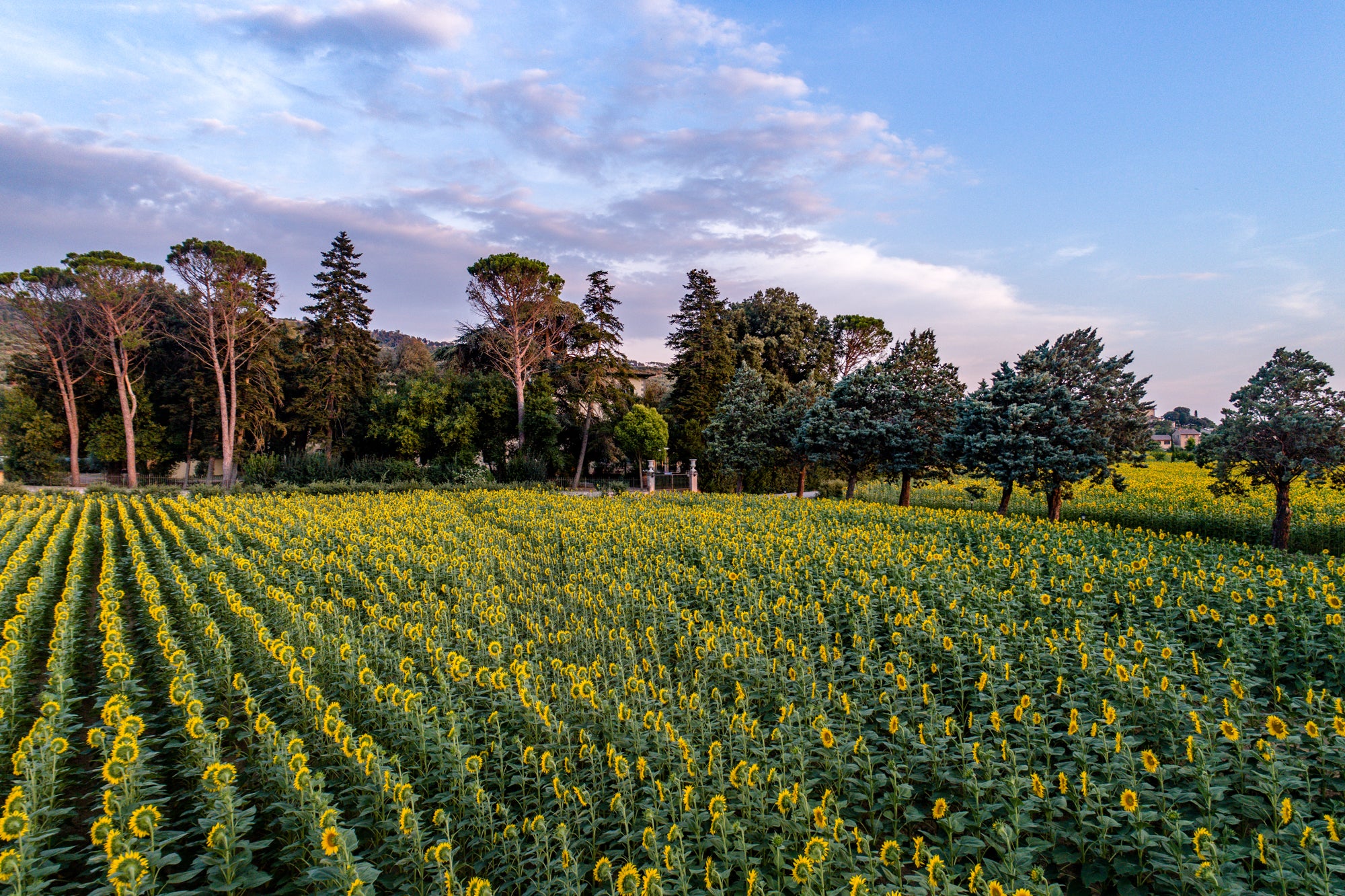 Villa Principe - Luxury villa near Cortona - 9 bedrooms