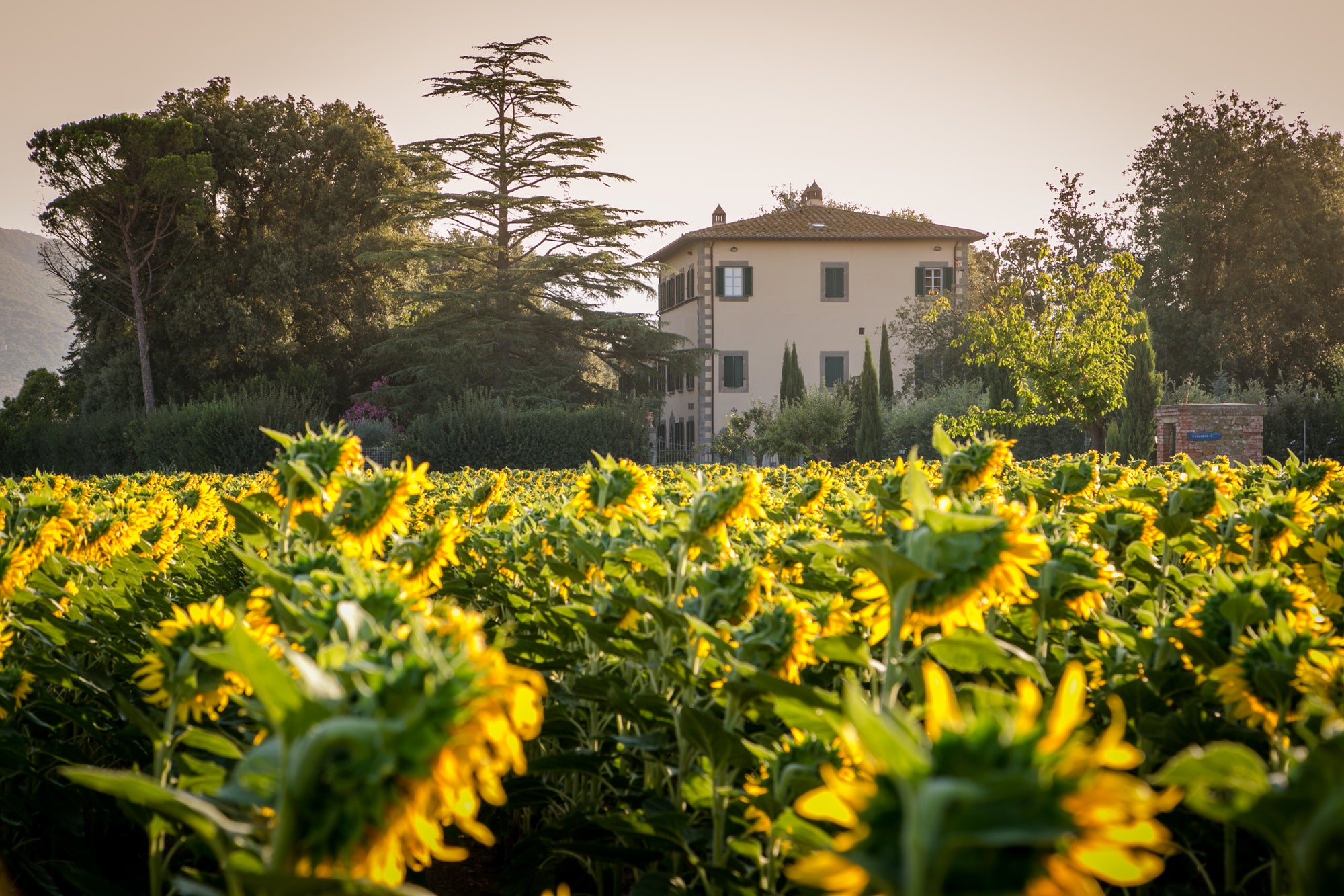 Villa Principe - Luxury villa near Cortona - 9 bedrooms