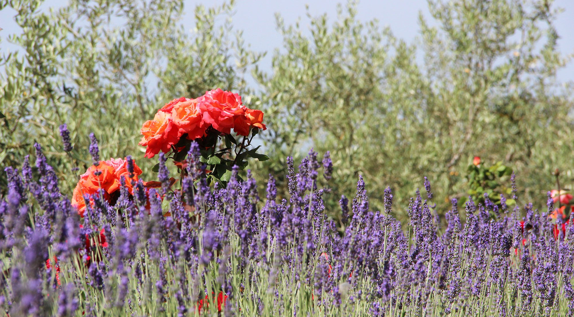 CentoCinquanta - luxury villa in Chianti, sleeps up to 16