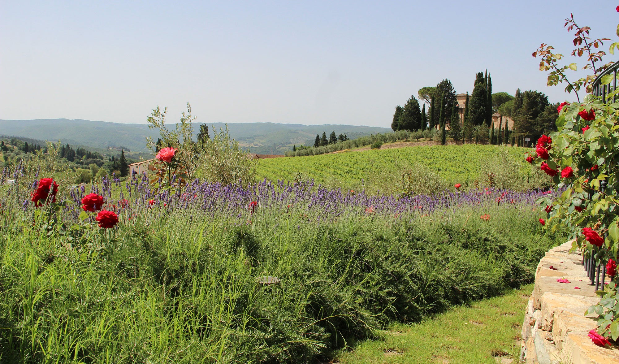CentoCinquanta - luxury villa in Chianti, sleeps up to 16